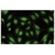 RBBP9 Antibody (2E5) - Immunofluorescence - Image 35801