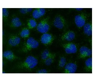 RBCK1 Antibody (E-2) - Immunofluorescence - Image 143148 