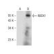RBCK1 Antibody (E-2) - Western Blotting - Image 142519 