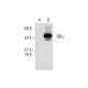RBJ Antibody (E-2) - Western Blotting - Image 289740