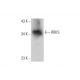 RBKS Antibody (F-9) - Western Blotting - Image 144670