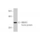 RBM10 Antibody (2F12) - Western Blotting - Image 348892
