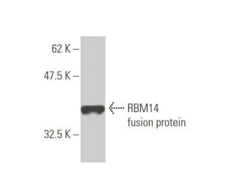 RBM14 Antibody (4E1) - Western Blotting - Image 349025
