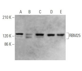 RBM25 Antibody (H-4) - Western Blotting - Image 368983 