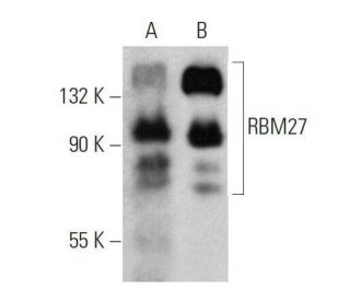 RBM27 Antibody (H-9) - Western Blotting - Image 358606 