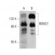 RBM27 Antibody (H-9) - Western Blotting - Image 358606 