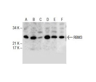 RBM3 Antibody (A-7) - Western Blotting - Image 286150 