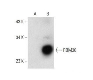 RBM38 Antibody (A-8) - Western Blotting - Image 145588