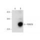 RBM38 Antibody (A-8) - Western Blotting - Image 145588