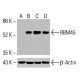 RBM45 Antibody (A-2) - Western Blotting - Image 416025