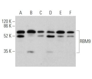RBM9 Antibody (D-10) - Western Blotting - Image 365736 