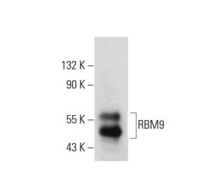 RBM9 Antibody (E-10) - Western Blotting - Image 134089 