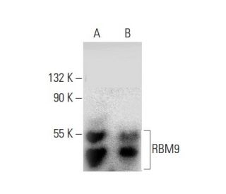 RBM9 Antibody (F-8) - Western Blotting - Image 133384