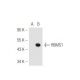 RBMS1 Antibody (73-K2) - Western Blotting - Image 49338 