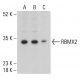 RBMX2 Antibody (C-1) - Western Blotting - Image 401852