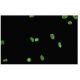 RBMXL2 Antibody (RR-17) - Immunofluorescence - Image 35812