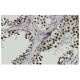 RBMXL2 Antibody (RR-17) - Immunohistochemistry - Image 36305 