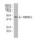 RBMXL2 Antibody (RR-17) - Western Blotting - Image 34495 