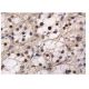 RBP2 Antibody (G-12) - Immunohistochemistry - Image 263020 