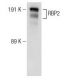RBP2 Antibody (G-12) - Western Blotting - Image 146801