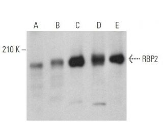 RBP2 Antibody (G-12) - Western Blotting - Image 359024 
