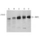 RBP2 Antibody (G-12) - Western Blotting - Image 359024 