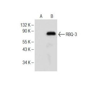RBQ-3 Antibody (A-8) - Western Blotting - Image 150985 