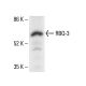 RBQ-3 Antibody (A-8) - Western Blotting - Image 411232