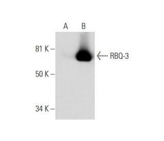 RBQ-3 Antibody (D-7) - Western Blotting - Image 291056 