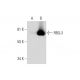 RBQ-3 Antibody (D-7) - Western Blotting - Image 291056 
