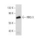 RBQ-3 Antibody (D-7) - Western Blotting - Image 389179