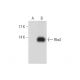 Rbx2 Antibody (G-8) - Western Blotting - Image 128583