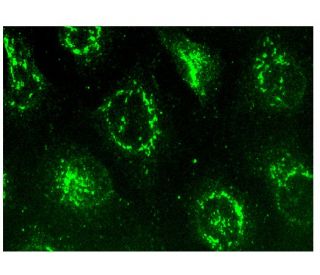 RCAS1 Antibody (D-9) - Immunofluorescence - Image 302171 