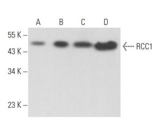 RCC1 Antibody (E-6) - Western Blotting - Image 357166 