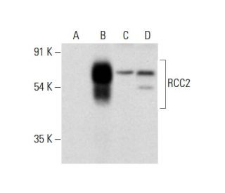 RCC2 Antibody (G-5) - Western Blotting - Image 320591 