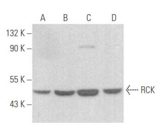 RCK Antibody (E-8) - Western Blotting - Image 355724 