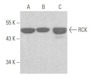 RCK Antibody (G-12) - Western Blotting - Image 355723 