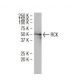 RCK Antibody (YZ-14) - Western Blotting - Image 34384