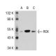RCK Antibody (YZ-14) - Western Blotting - Image 38865 