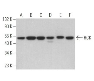 RCK Antibody (E-8) - Western Blotting - Image 363204