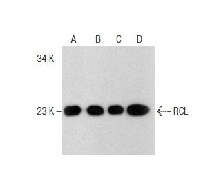 RCL Antibody (C-8) - Western Blotting - Image 158531 