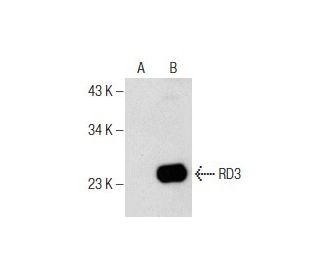 RD3 Antibody (B-10) - Western Blotting - Image 159453