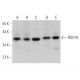 RDH10 Antibody (F-6) - Western Blotting - Image 373227 