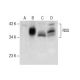 RDS Antibody (E-5) - Western Blotting - Image 287644