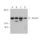 RecQL4 Antibody (B-3) - Western Blotting - Image 400816 
