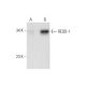 REDD-1 (A-4): sc-271158. Western blot analysis of REDD-1 expression in non-transfected: sc-110760 (A) and human REDD-1 tra