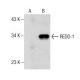 REDD-1 (B-3): sc-376671. Western blot analysis of REDD-1 expression in non-transfected: sc-110760 (A) and human REDD-1 tra 