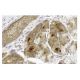 Reelin Antibody (E-5) - Immunohistochemistry - Image 13246 