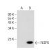 REEP6 Antibody (B-12) - Western Blotting - Image 149203