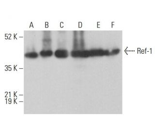 Ref-1 Antibody (H-6) - Western Blotting - Image 377977 